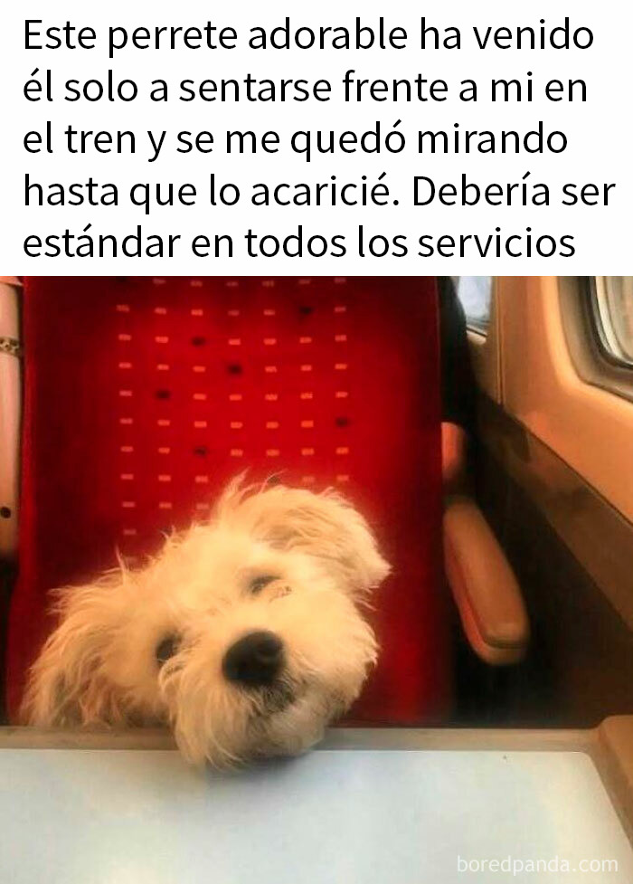 Perro adorable sentado en tren, mostrando ternura y calma, representando memes de perros reconfortantes para olvidar lo terrible.