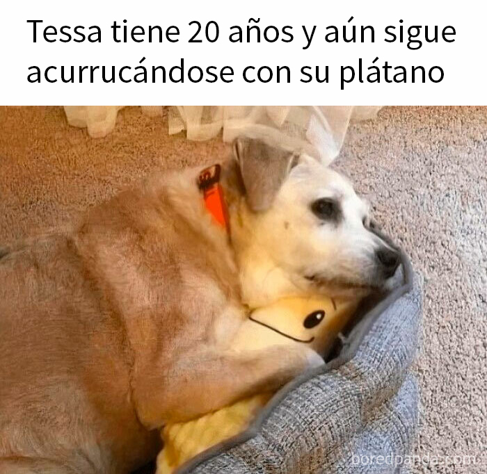 Perro mayor abrazando un peluche de plátano, meme reconfortante de perros para olvidar lo terrible del mundo.