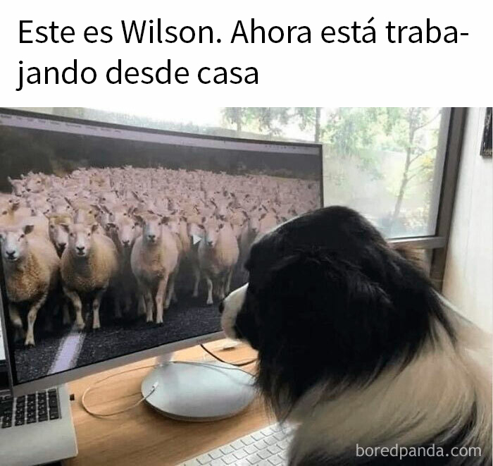 Perro llamado Wilson trabajando desde casa frente a la computadora con imagen de ovejas en la pantalla.