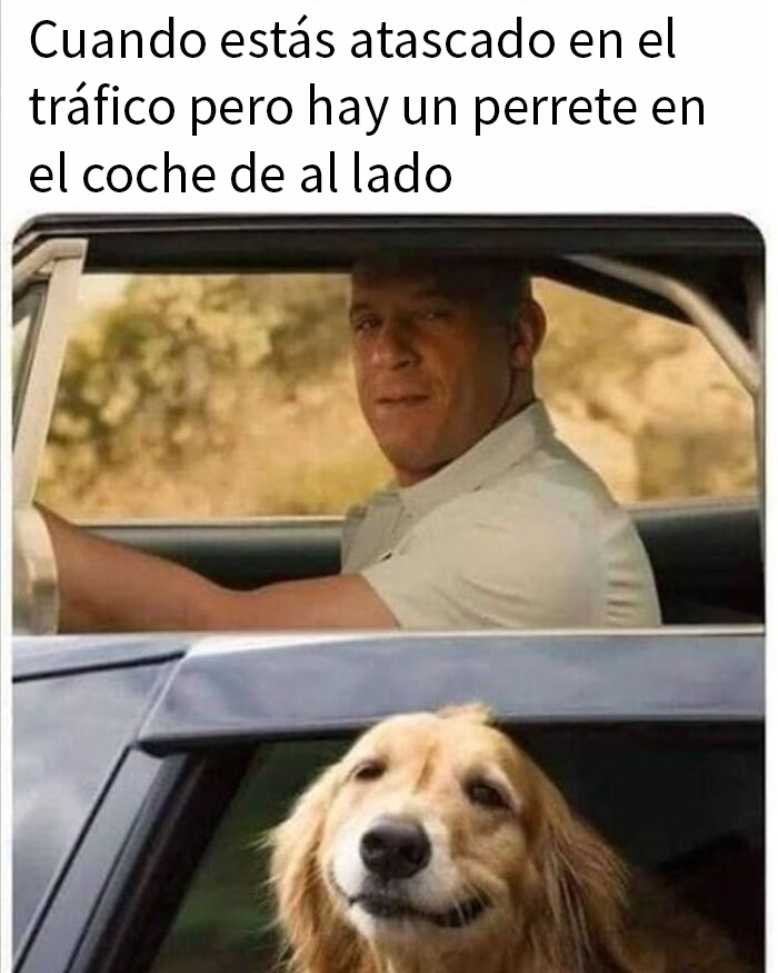 Hombre y perro sonriente en coches vecinos, ilustrando memes de perros reconfortantes para olvidar lo terrible del mundo.