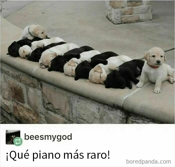 Cachorros de perros blancos y negros alineados dormidos sobre un muro formando patrones reconfortantes.