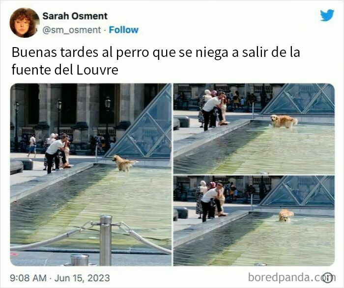 Memes de perros reconfortantes muestran un perro negándose a salir de la fuente del Louvre en París.