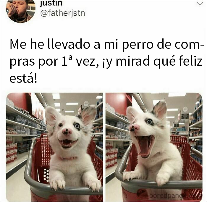 Perro feliz en carrito de compras en supermercado, mostrando alegría y ternura en meme reconfortante de perros.
