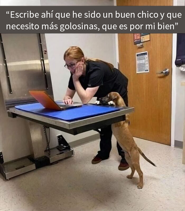 Mujer con perro usando computadora en clínica veterinaria, mostrando memes reconfortantes de perros para olvidar lo terrible del mundo.