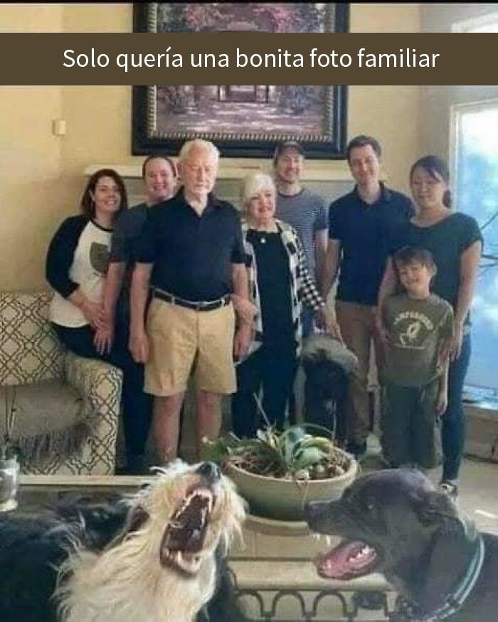 Perros en meme reconfortante haciendo graciosa escena familiar con gente al fondo para olvidar lo terrible del mundo.