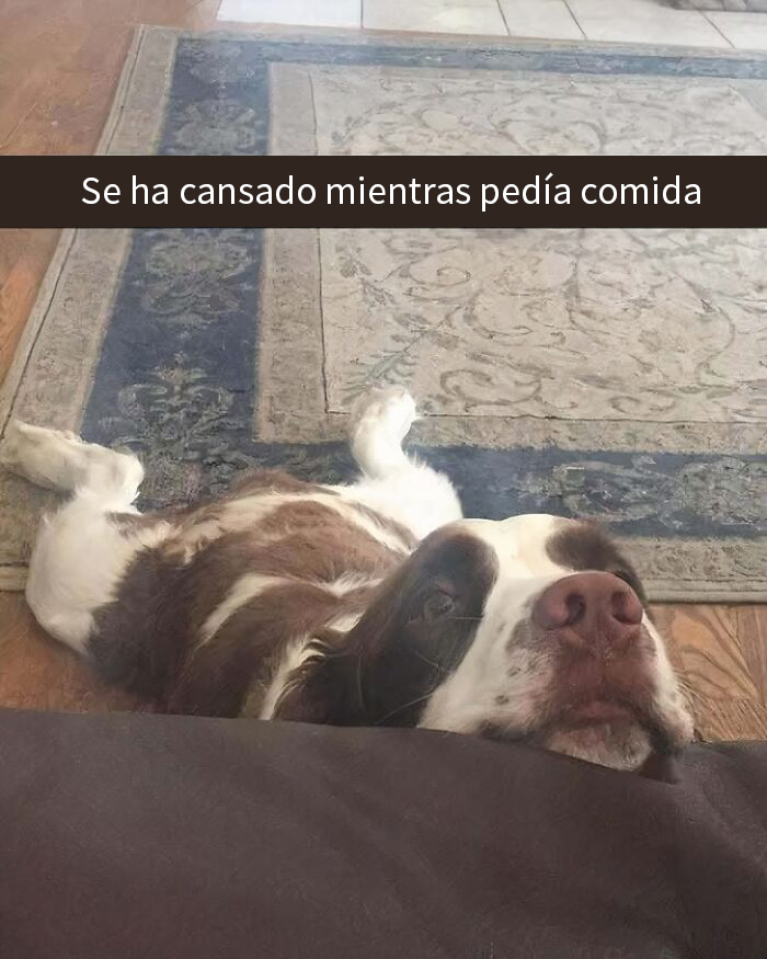 Perro acostado boca arriba cansado mientras espera comida, meme de perros reconfortante para olvidar lo terrible del mundo.