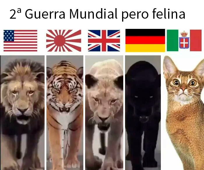 Animales felinos representando países en memes divertidos que explican la historia de forma distinta a los libros.