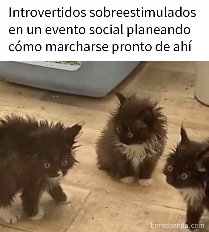 20 Divertidos memes que harán reír a todos los introvertidos (nuevas imágenes)