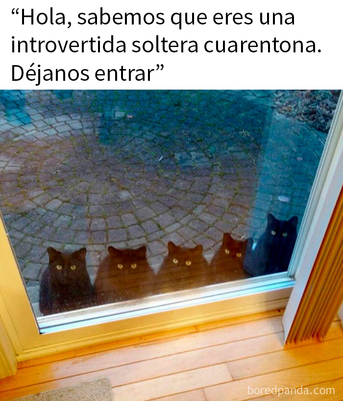 20 Divertidos memes que harán reír a todos los introvertidos (nuevas imágenes)