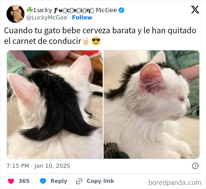 Gato con pelaje blanco y negro, imagen divertida para humor para hombres en redes sociales.