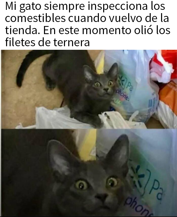 20 Divertidos memes que ojear cuando no tengas otra cosa que hacer