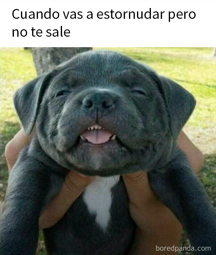 20 Divertidos memes que ojear cuando no tengas otra cosa que hacer