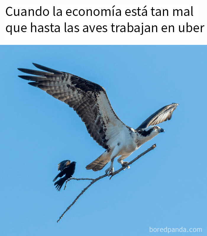Ave grande volando desde una rama con un ave pequeña al lado, meme sobre sarcasmo y economía actual.