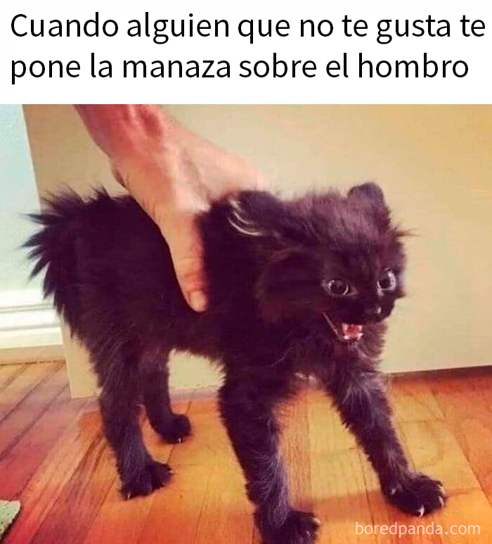 Gato negro asustado mientras alguien le pone la mano en el hombro, meme divertido sobre la estupidez humana.