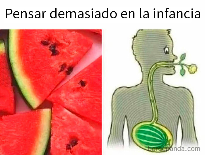Trozo de sandía junto a dibujo de persona con sandía en el estómago, meme divertido sobre la estupidez humana.