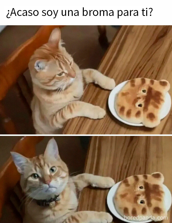 Gato curioso frente a pan con forma de gato, imagen humorística para memes sobre la estupidez humana.