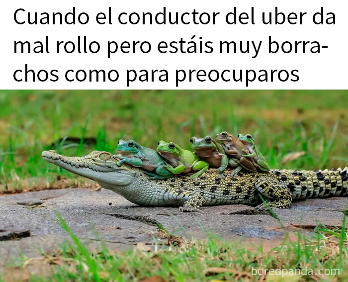Ranas montadas en un cocodrilo con texto humorístico, ejemplo de memes divertidos sobre la estupidez humana.