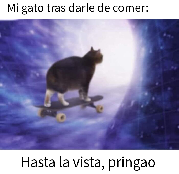 Gato en meme divertido sobre la estupidez humana montando en patineta hacia un túnel espacial humorístico.