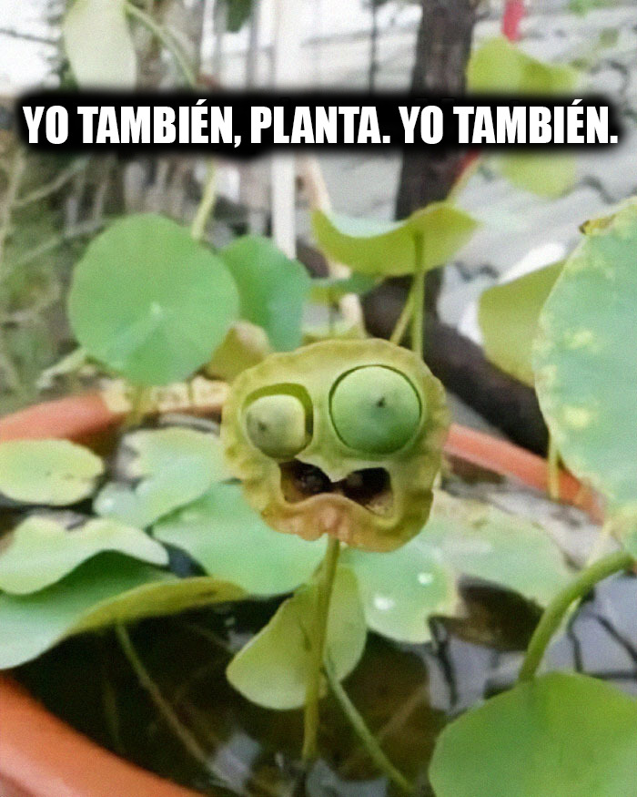 Hoja de planta con expresión divertida en maceta, meme científico que provoca risa y humor en ciencia natural.