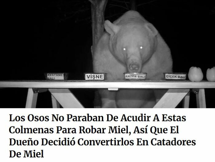 Oso en la noche acercándose a colmenas mientras el dueño busca frases originales sobre miel y robos de osos.