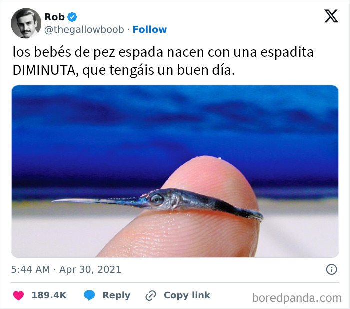 Pez espada bebé diminuto sobre la punta de un dedo, imagen divertida para memes científicos que seguro hacen reír.