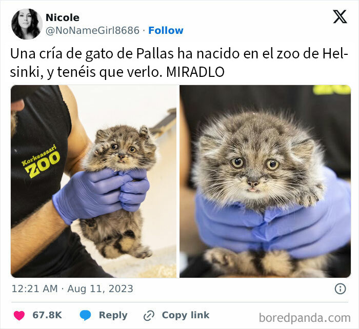 Cría de gato de Pallas en zoológico, imagen divertida y tierna para memes científicos que seguro que te hacen reír.