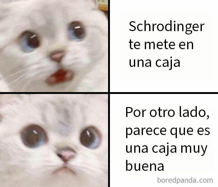 Gato confundido con texto sobre experimento de Schrödinger, meme científico divertido sobre física y cajas.