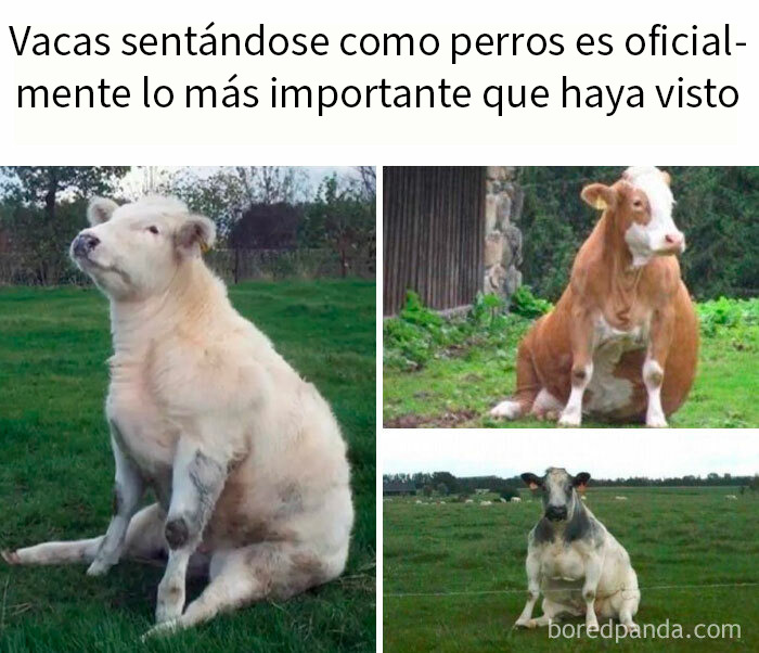 Memes científicos con vacas sentadas como perros, mostrando humor y curiosidades de la ciencia animal en imágenes divertidas.