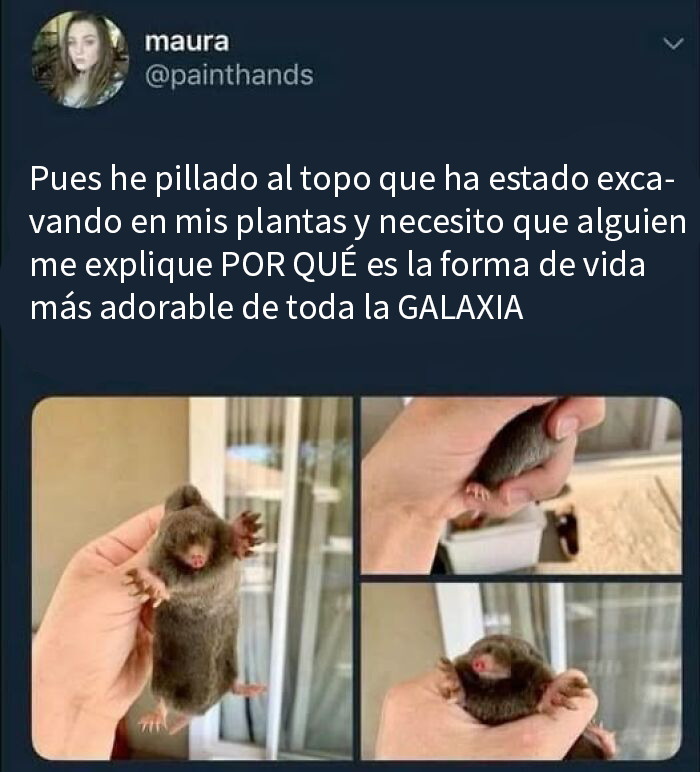 Memes científicos con fotos de topo adorable atrapado mientras cava en plantas, causando risa y ternura en redes sociales.