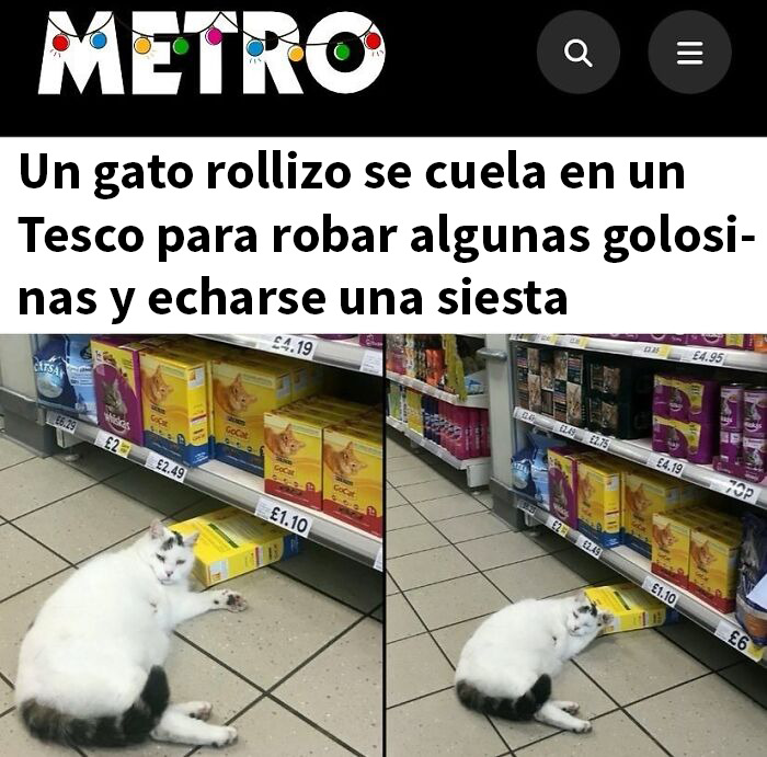 Gato rollizo dentro de supermercado Tesco en Reino Unido robando golosinas y durmiendo, humor británico divertido fuera de contexto.