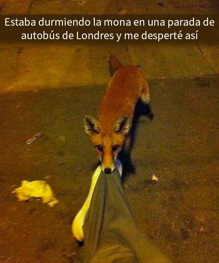 Zorro en Londres tira de una prenda, imagen divertida y fuera de contexto que representa el humor británico en Reino Unido.