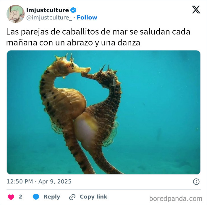 Parejas de caballitos de mar realizando saludo matutino bajo el agua, imagen curiosa para los más curiosos.