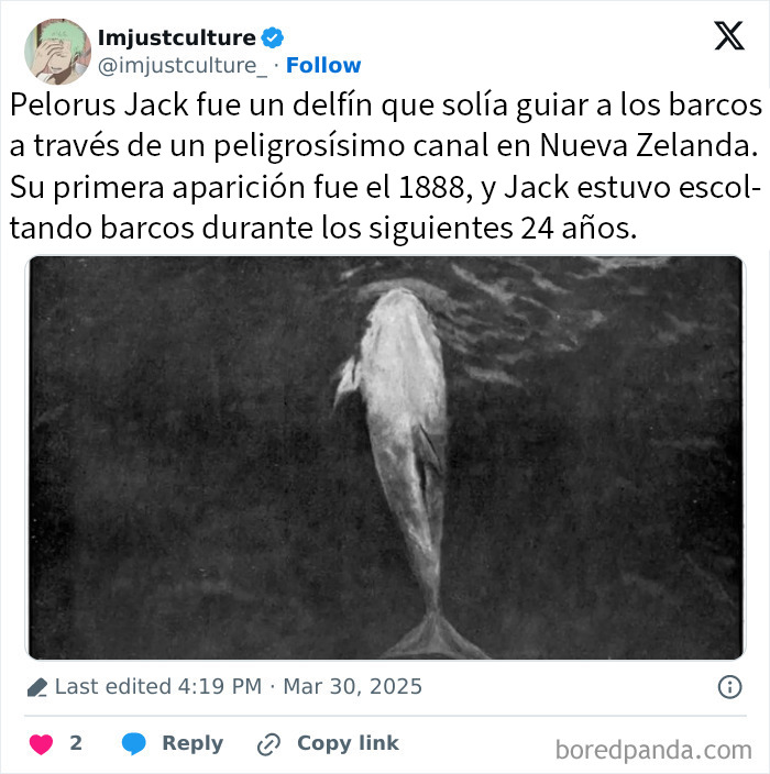 Delfín Pelorus Jack guiando barcos en un canal peligroso, historia fascinante para los más curiosos.