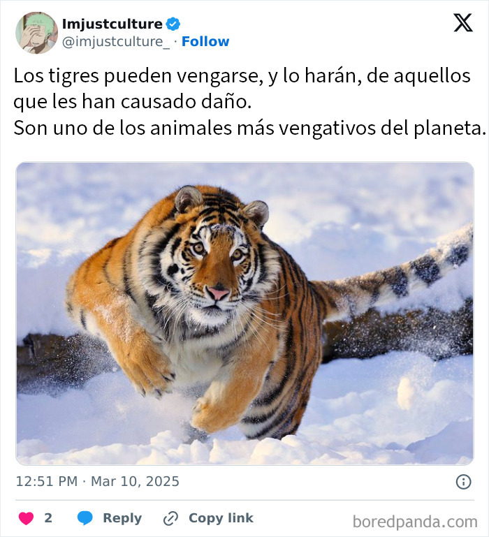 Tigre corriendo en la nieve, imagen para publicaciones e historias fascinantes para los más curiosos.