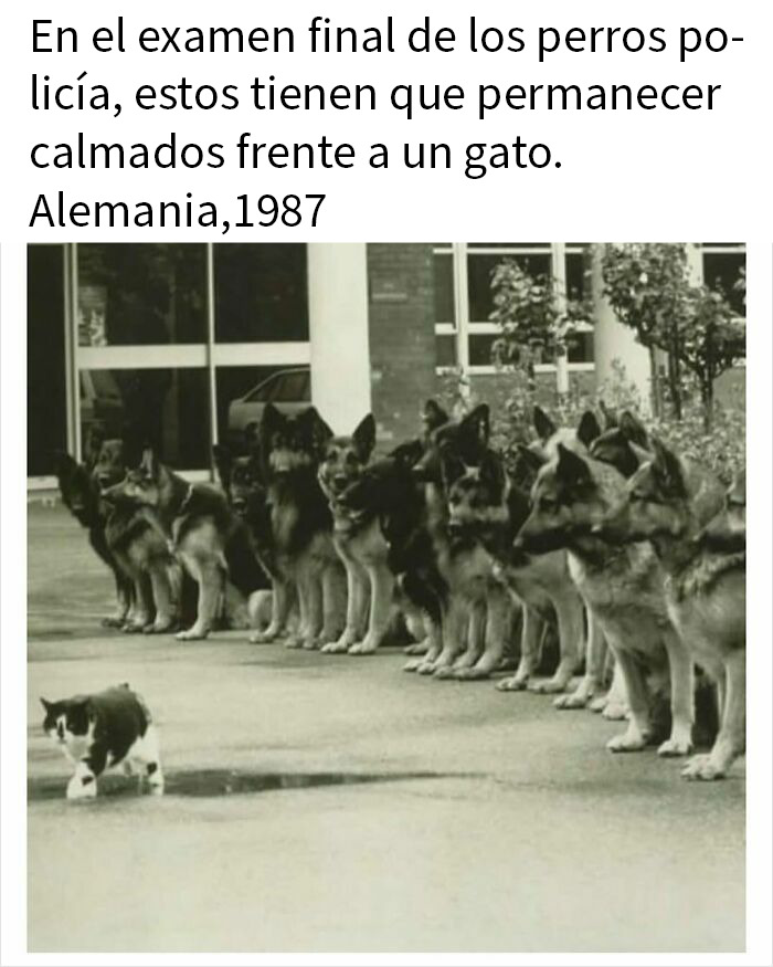 Perros policías entrenados para mantener la calma frente a un gato en examen final en Alemania en 1987, curiosidades fascinantes.