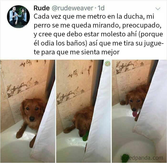 Perro adorable y divertido en la ducha con juguete, mostrando memes de perros reconfortantes y graciosos.