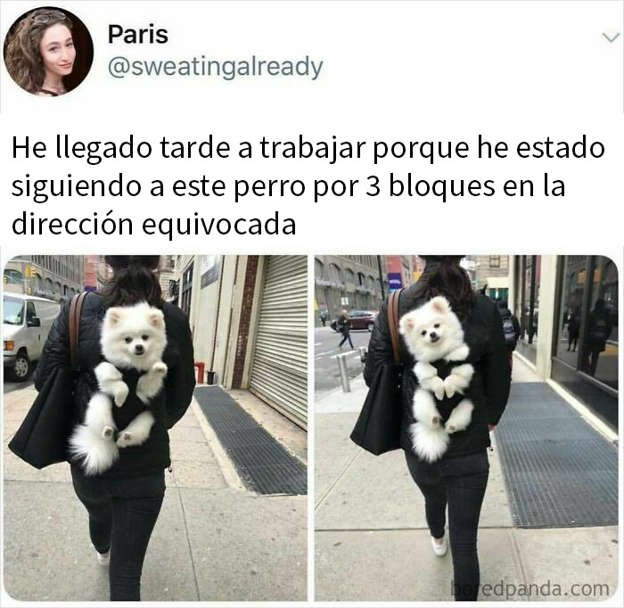 Mujer caminando por la calle con un perro pequeño blanco en la mochila en un meme divertido de perros.