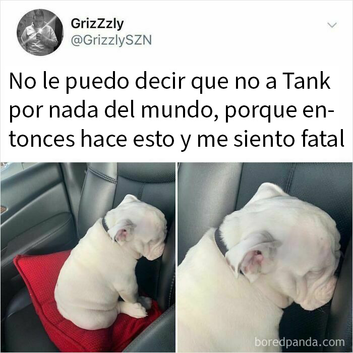 Perro blanco sentado triste en el asiento del coche, meme divertido y reconfortante de perros para derretir tu corazón.