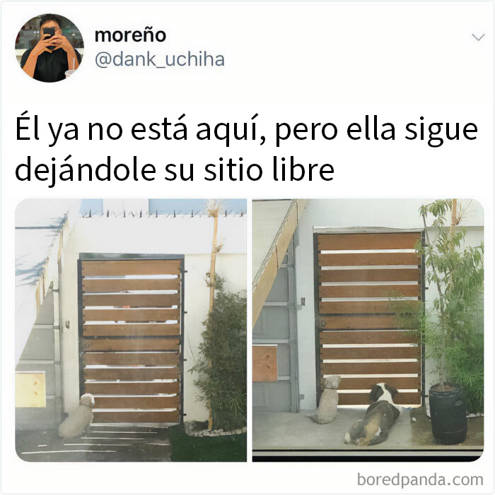 Perro esperando en la puerta dejando un sitio libre junto a una estatua, memes de perros divertidos y reconfortantes.