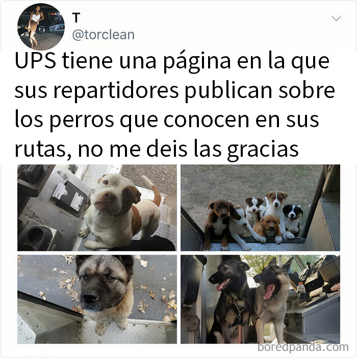 Memes de perros simpáticos y divertidos que alegran el día y derriten el corazón con ternura y humor.