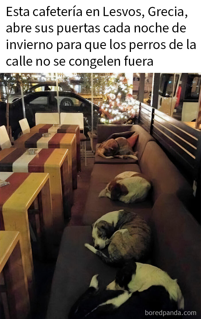 Perros callejeros refugiarse en cafetería de Lesvos en invierno, imagen reconfortante y divertida de memes de perros.