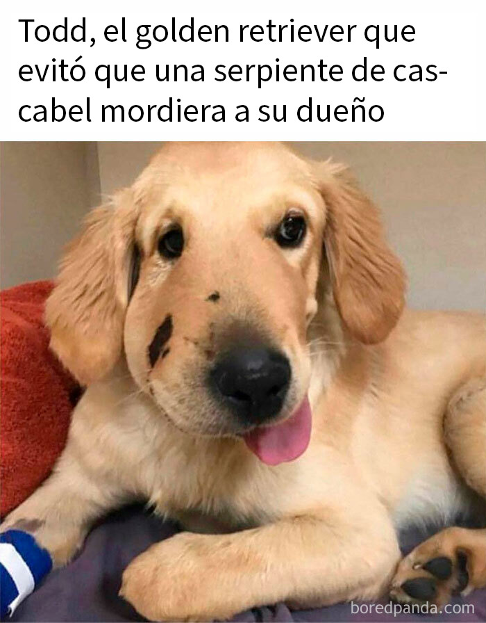 Perro golden retriever con heridas leves después de proteger a su dueño, memes de perros divertidos y reconfortantes.