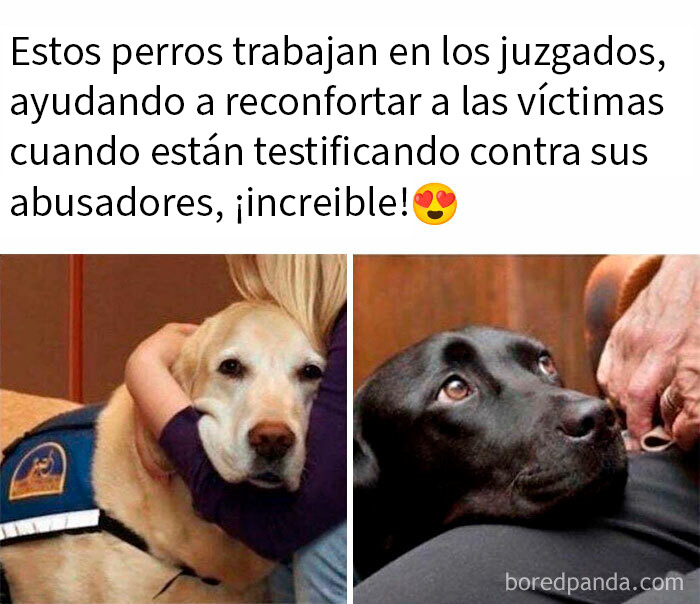 Perros reconfortando a víctimas en juzgados, mostrando apoyo y ternura, memes divertidos y reconfortantes de perros.