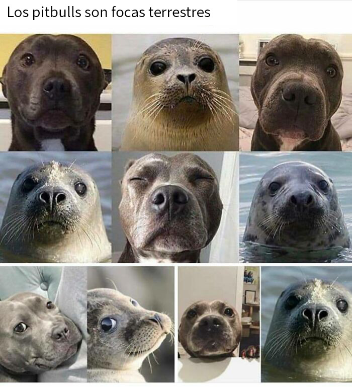 Collage de memes de perros pitbull comparados humorísticamente con focas terrestres, divertidos y tiernos para amantes de perros.