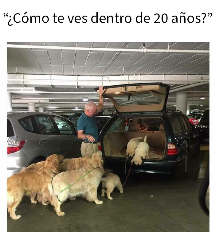 Hombre mayor con varios perros dorados junto a un auto en un estacionamiento, momento divertido y reconfortante de perros.