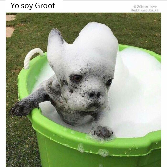 Cachorro en una tina con espuma formando figuras divertidas, meme de perros reconfortante y gracioso para alegrar el día.