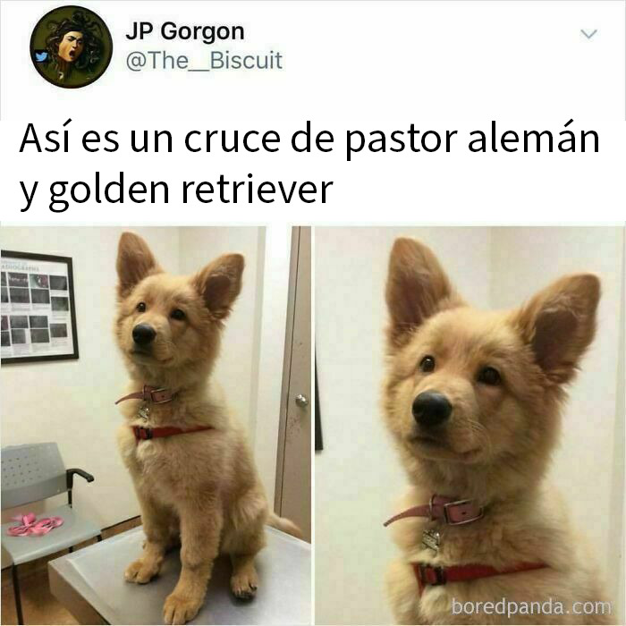 Perro cruce de pastor alemán y golden retriever con expresión tierna en imágenes para memes de perros divertidos y reconfortantes.