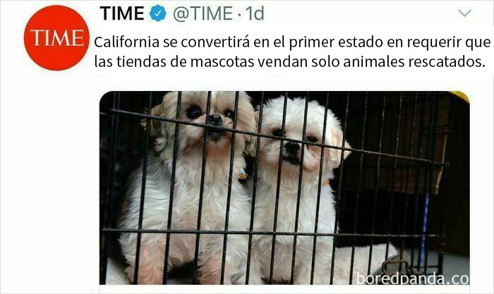 Perros pequeños detrás de rejas en refugio, imagen que refleja el rescate y cuidado de animales para inspirar memes divertidos y reconfortantes.