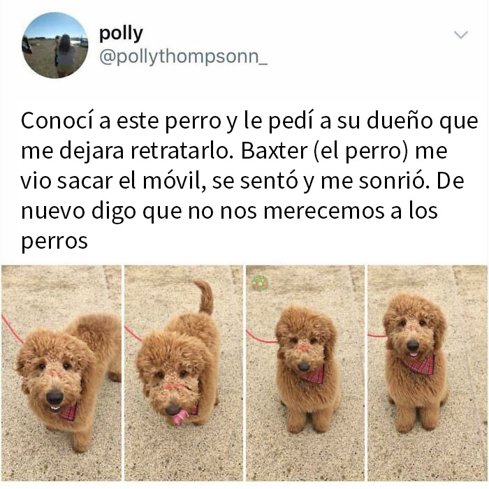 Perro adorable con bandana roja posando para fotos, mostrando memes de perros divertidos y reconfortantes que derriten corazones.