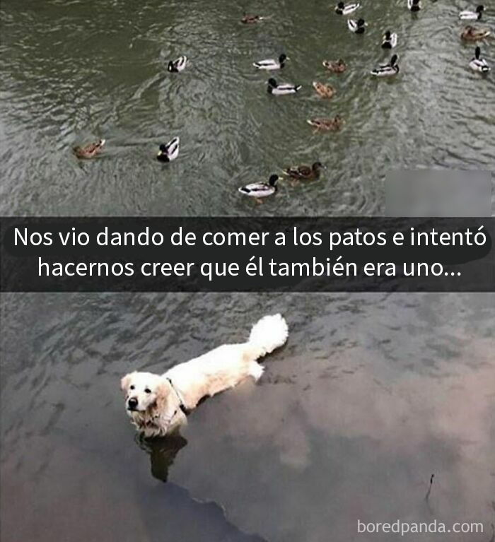 Perro blanco en el agua entre patos divertido meme de perros que derrite tu corazón con ternura y humor.